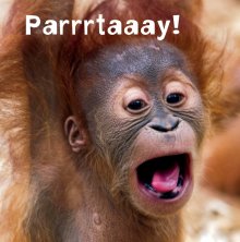 Silly Zoo Parrrtaaay! Birthday Greetings Card