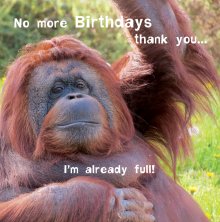 Silly Zoo No More Birthday's Greetings Card